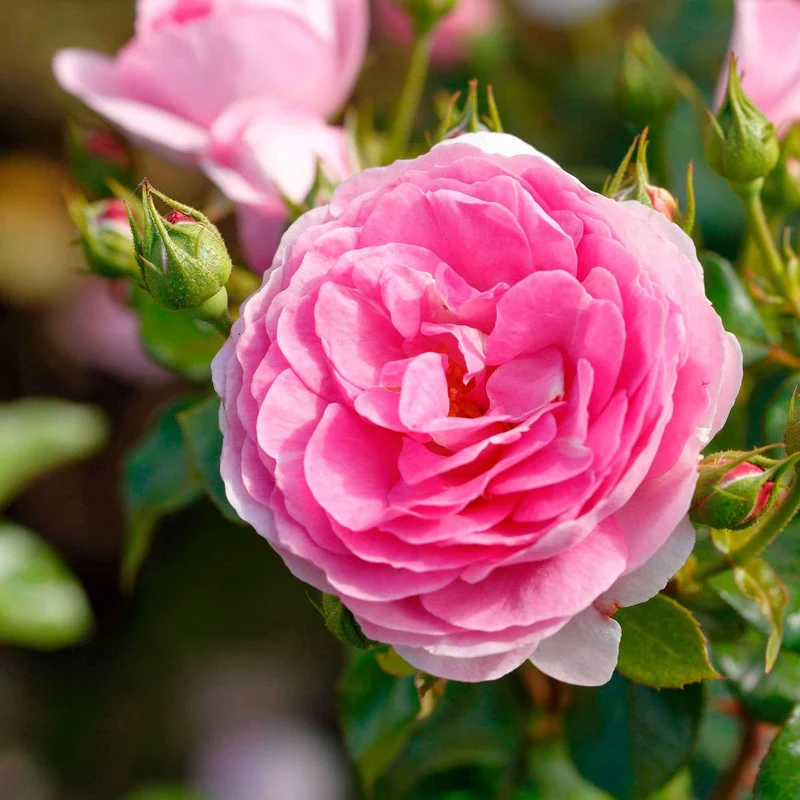 Kletterrose ‘Ozeana’®