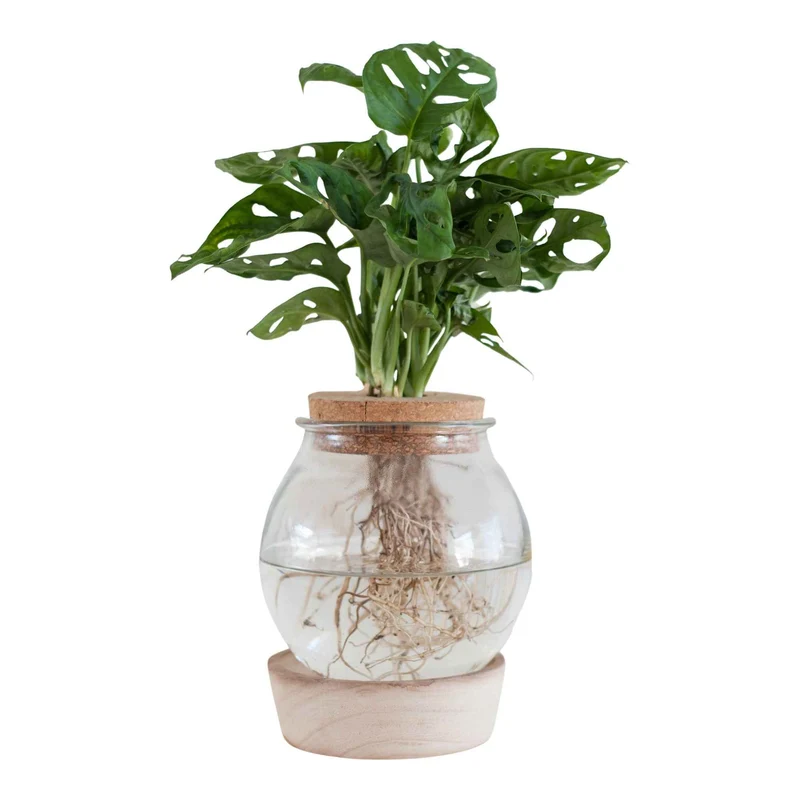 Monstera im Kugelglas mit LED-Beleuchtung - Hydroponik