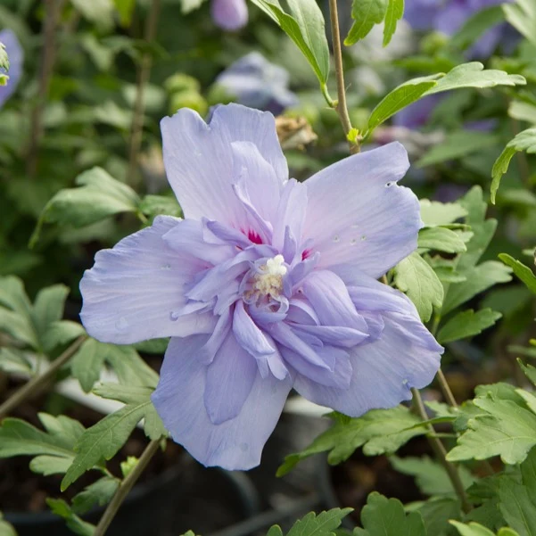 Hibiskus ‘Blue Chiffon’