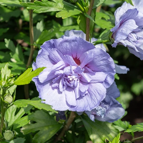 Hibiskus ‘Blue Chiffon’