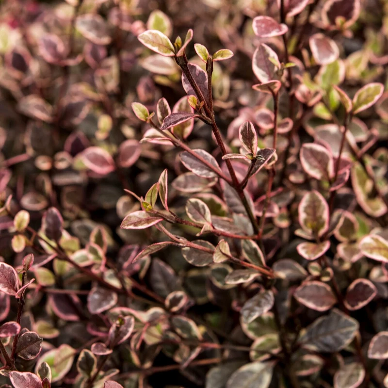 Lophomyrtus