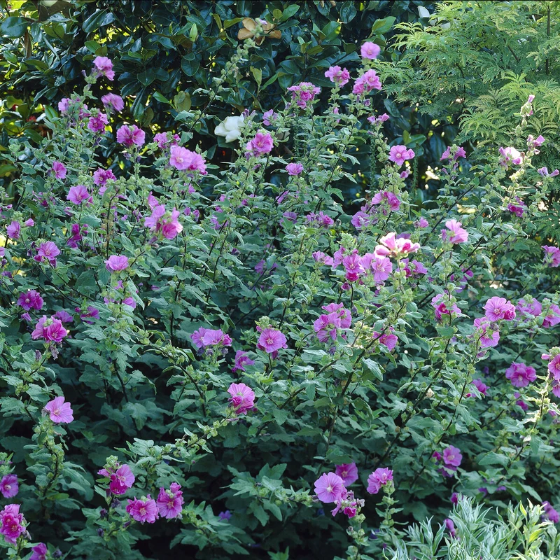 Lavatera Bredon Springs
