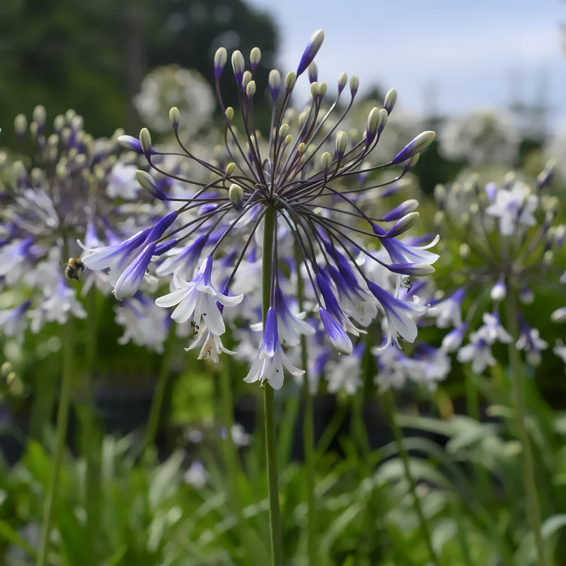 Agapanthus Fireworks - Schmucklilie