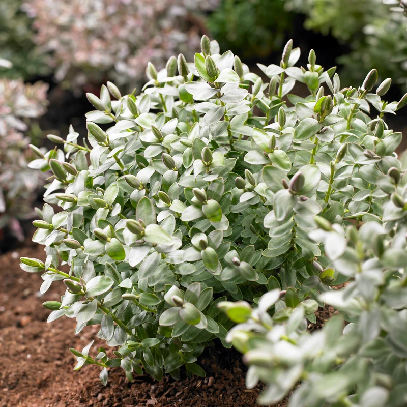 Strauchveronika 'Red Edge'