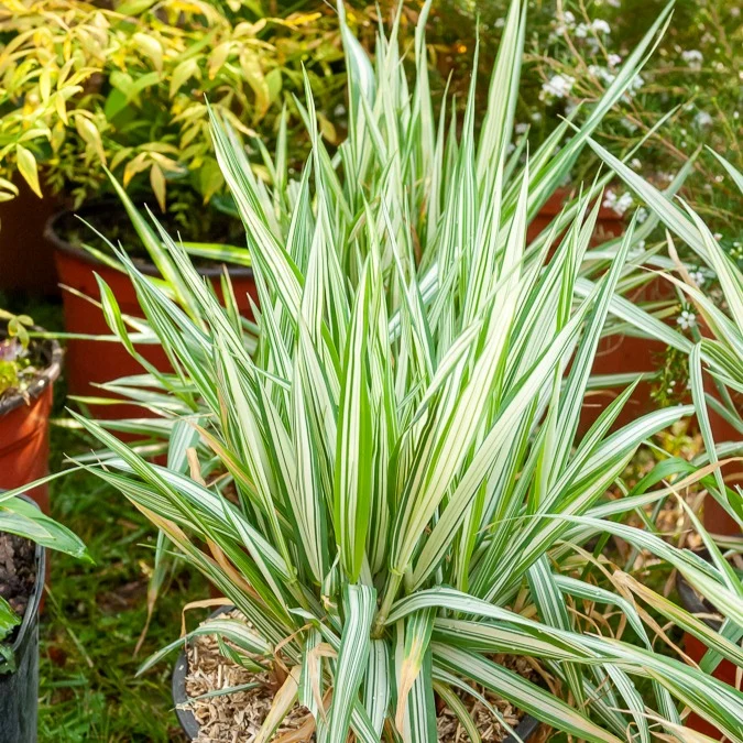 Buntes Rohrglanzgras 'Picta'
