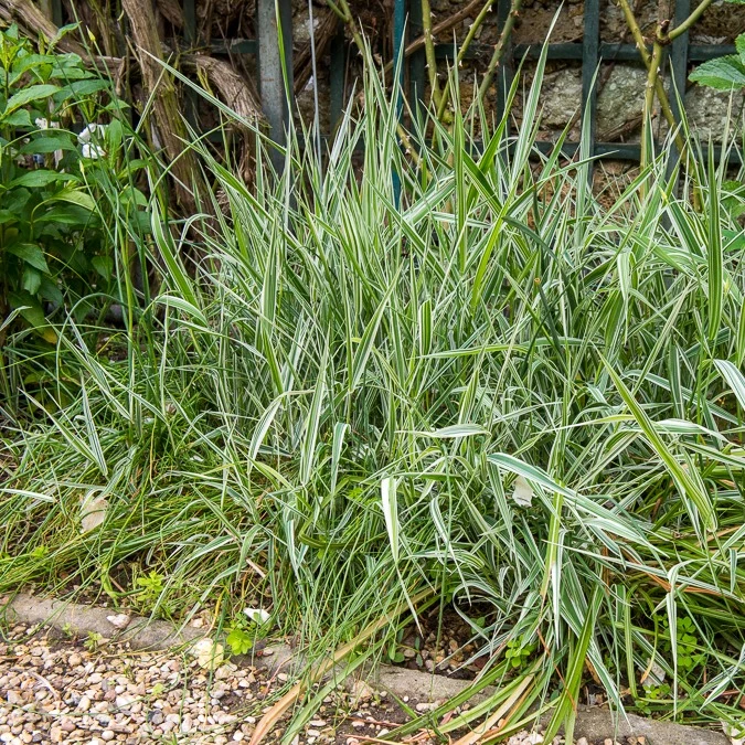 Buntes Rohrglanzgras 'Picta'