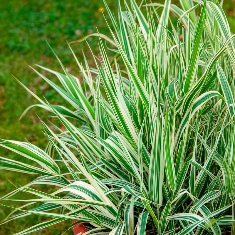 Buntes Rohrglanzgras 'Picta'