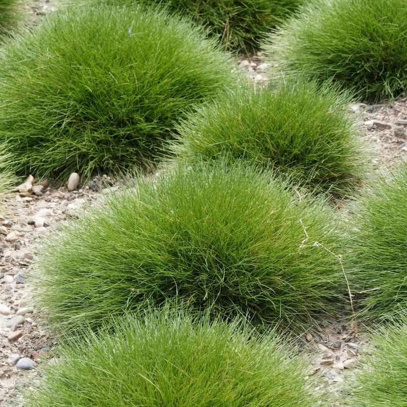 Bärenfell Schwingel