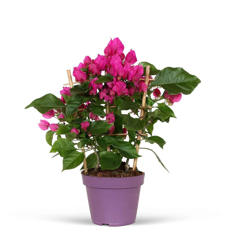 Bougainvillea ‘Vera Deep Purple’