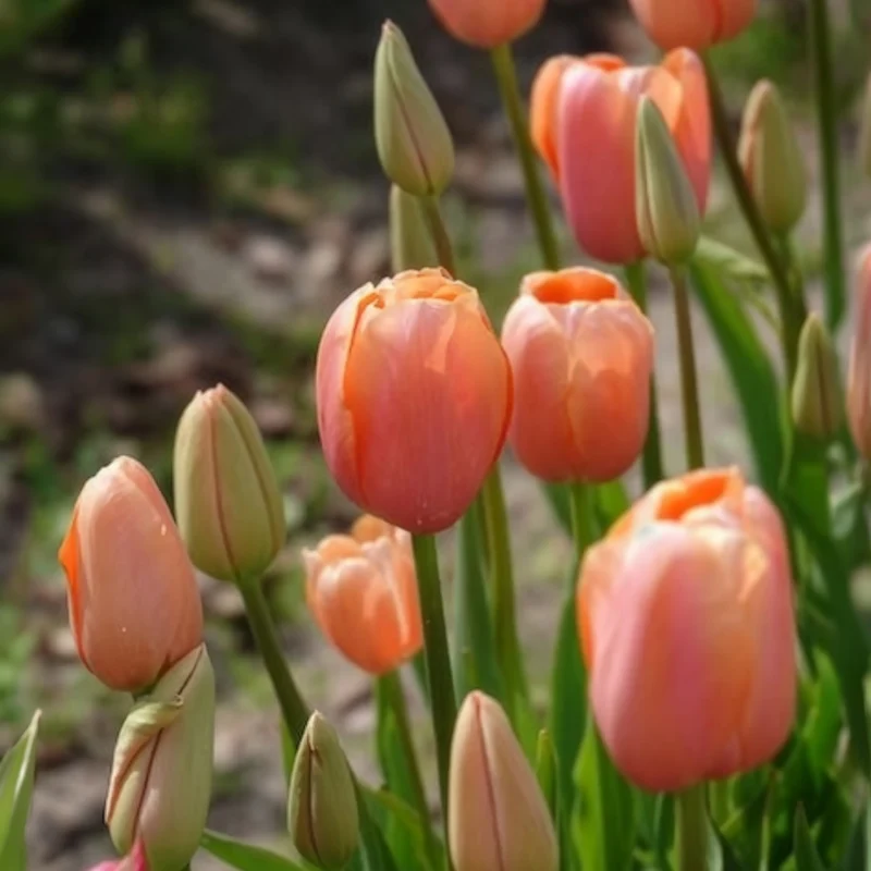 Tulpe 'Menton' (x7)