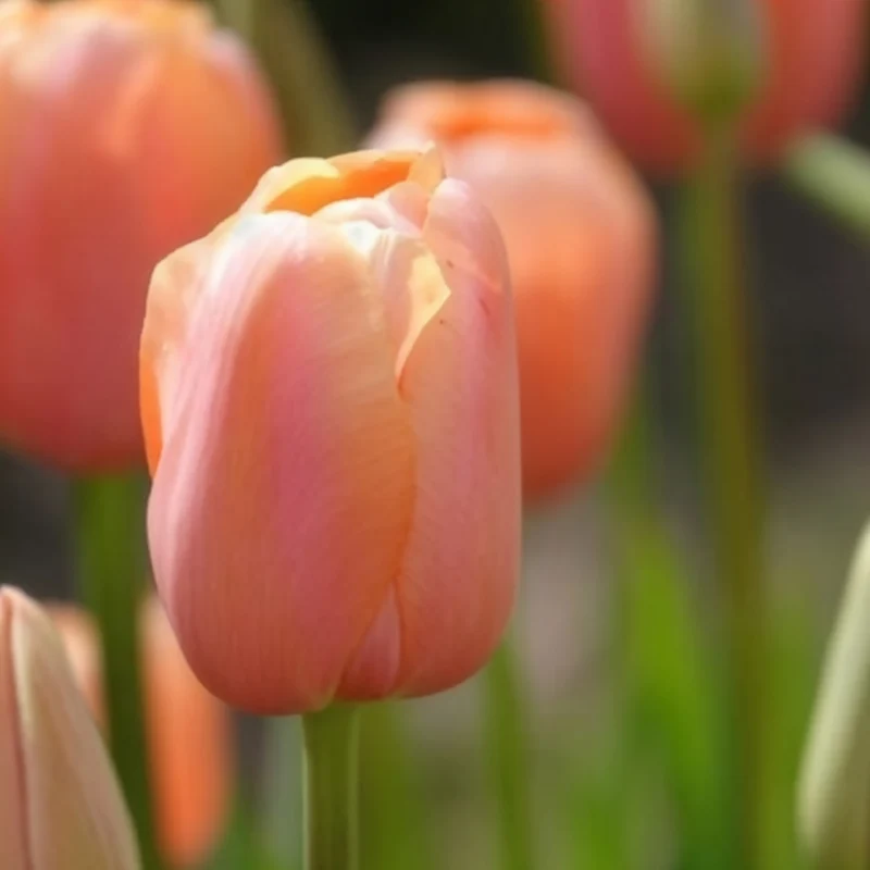 Tulpe 'Menton' (x7)