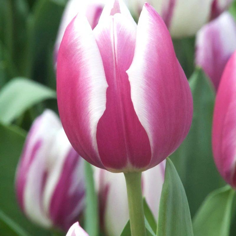 Triumph-Tulpen Synaeda Blue (x7)