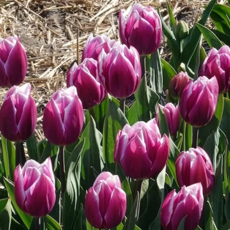 Triumph-Tulpen Synaeda Blue (x7)