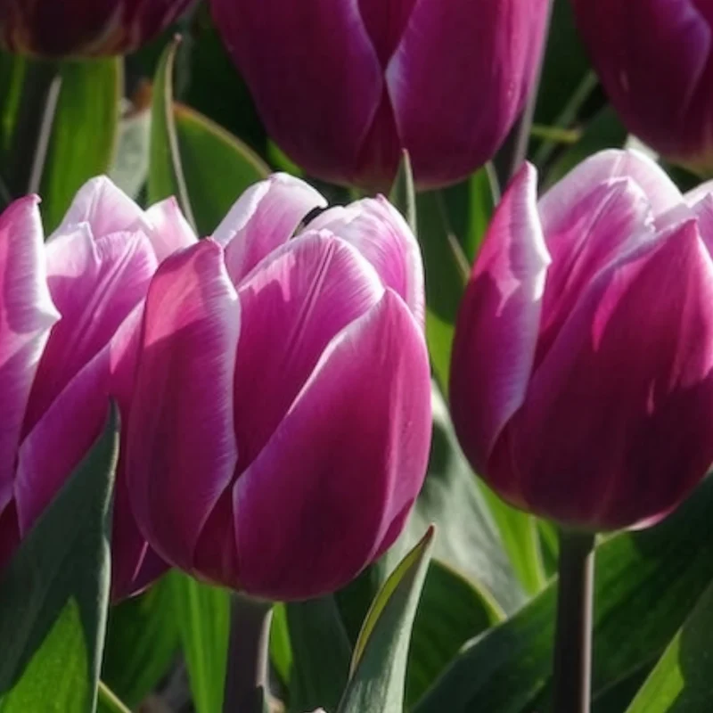 Triumph-Tulpen Synaeda Blue (x7)