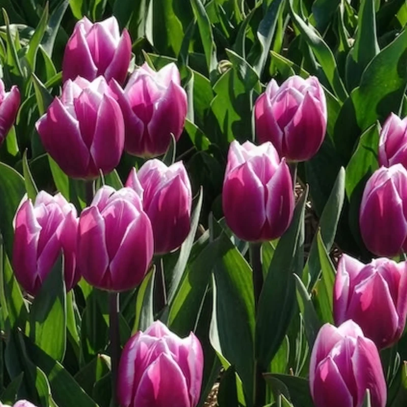 Triumph-Tulpen Synaeda Blue (x7)