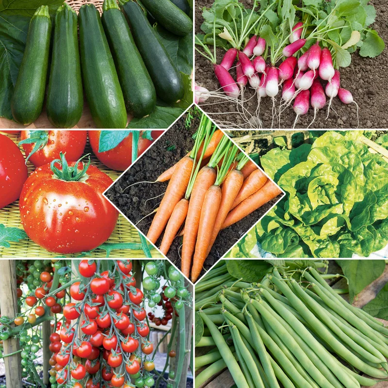 Saatgut-Kollektion für Gemüsegarten (x7)