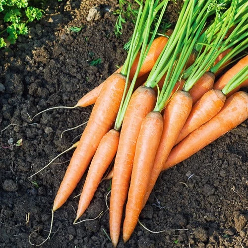 Saatgut-Kollektion für Gemüsegarten (x7)
