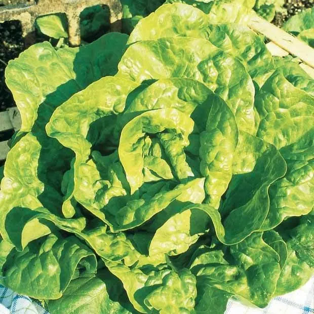 Saatgut-Kollektion für Gemüsegarten (x7)