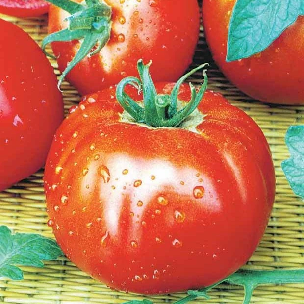 Saatgut-Kollektion für Gemüsegarten (x7)
