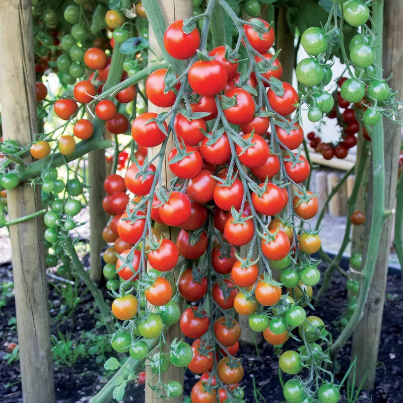 Saatgut-Kollektion für Gemüsegarten (x7)