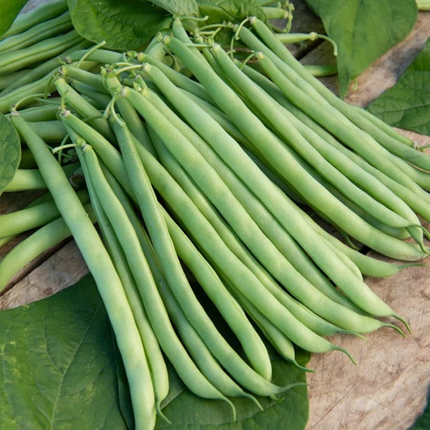 Saatgut-Kollektion für Gemüsegarten (x7)