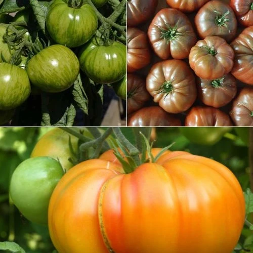 Tomaten-Kollektion original (x9)