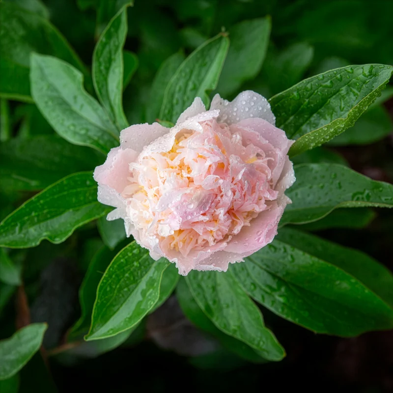 Edel-Pfingstrose Pfirsichblüte