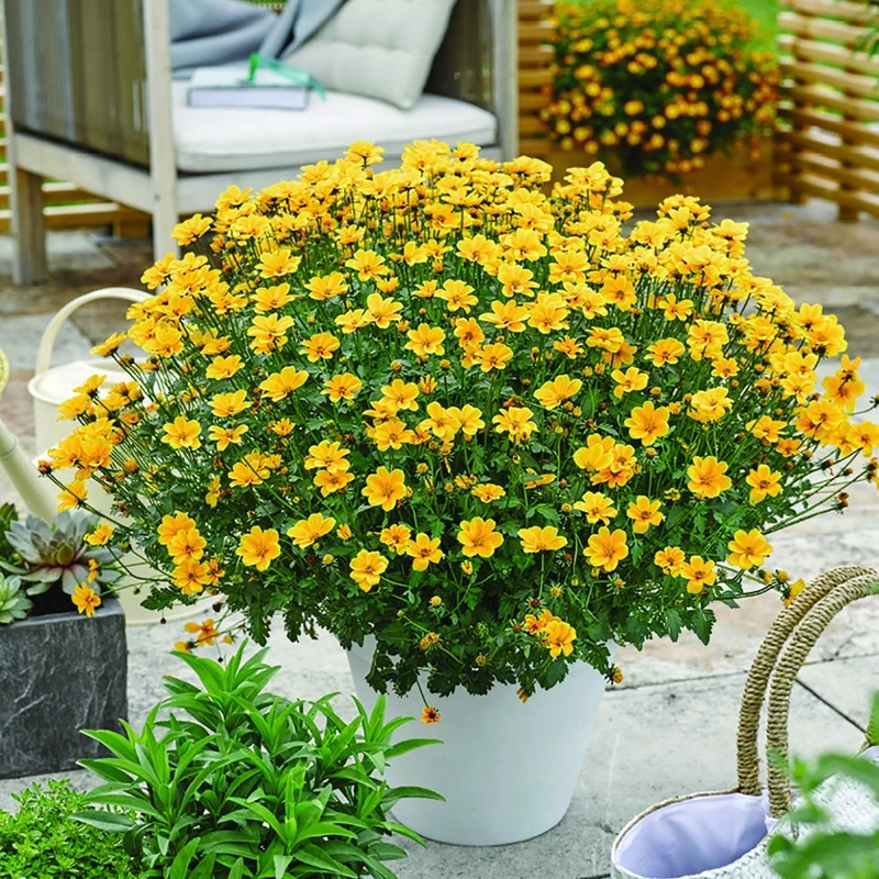 Zweizahn (Bidens) (x3)