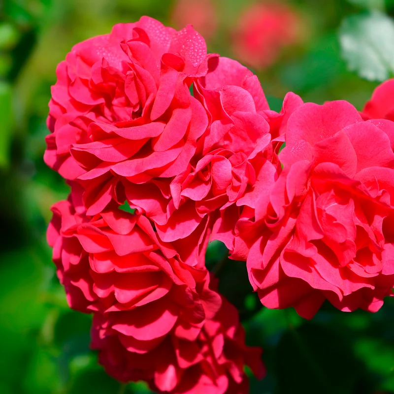 Rose Toscana®