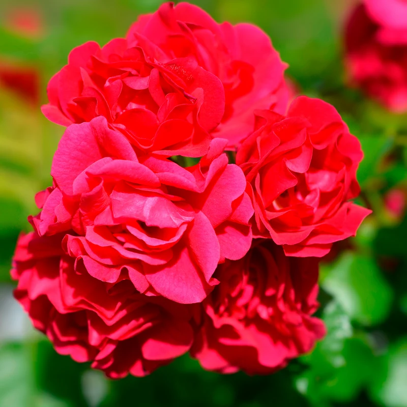 Rose Toscana®