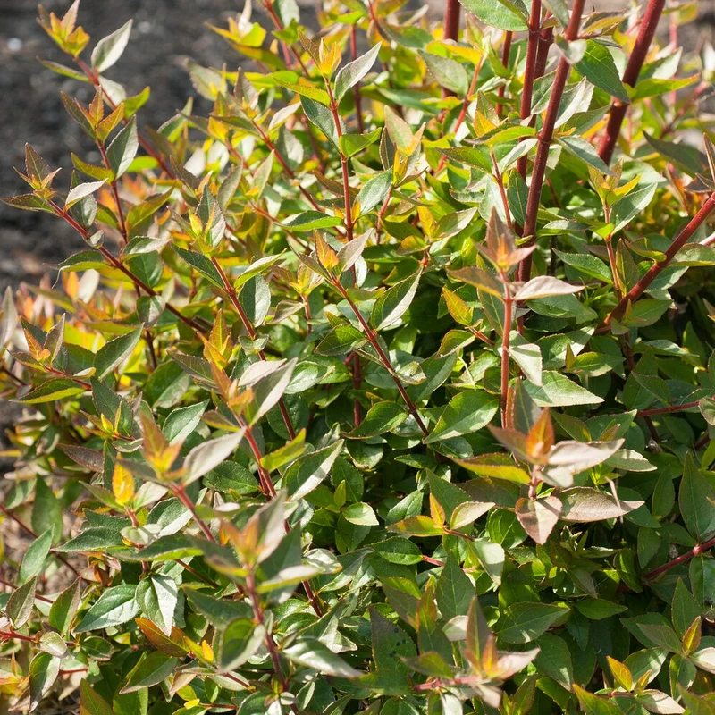 Abelia Sherwood