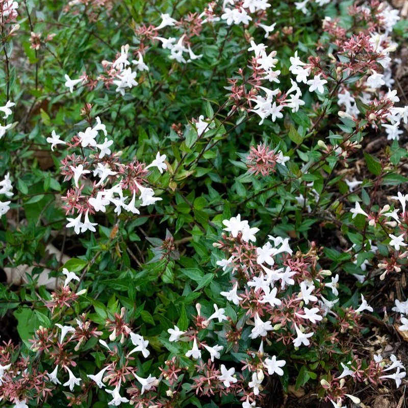 Abelia Sherwood