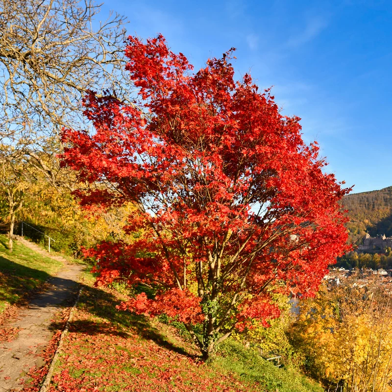 Feuerahorn