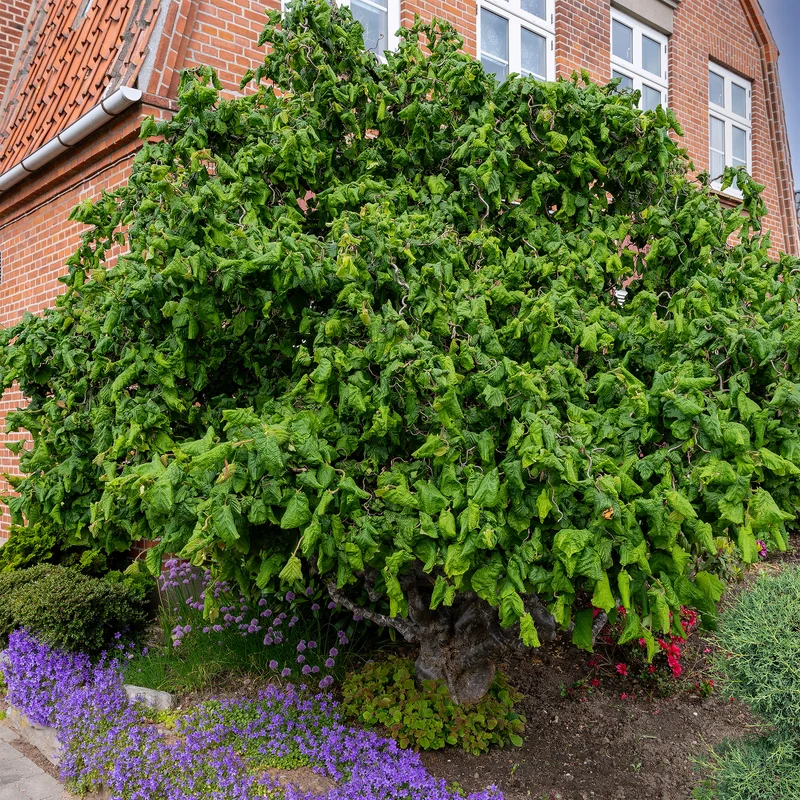 Korkenzieherhasel 'Contorta'