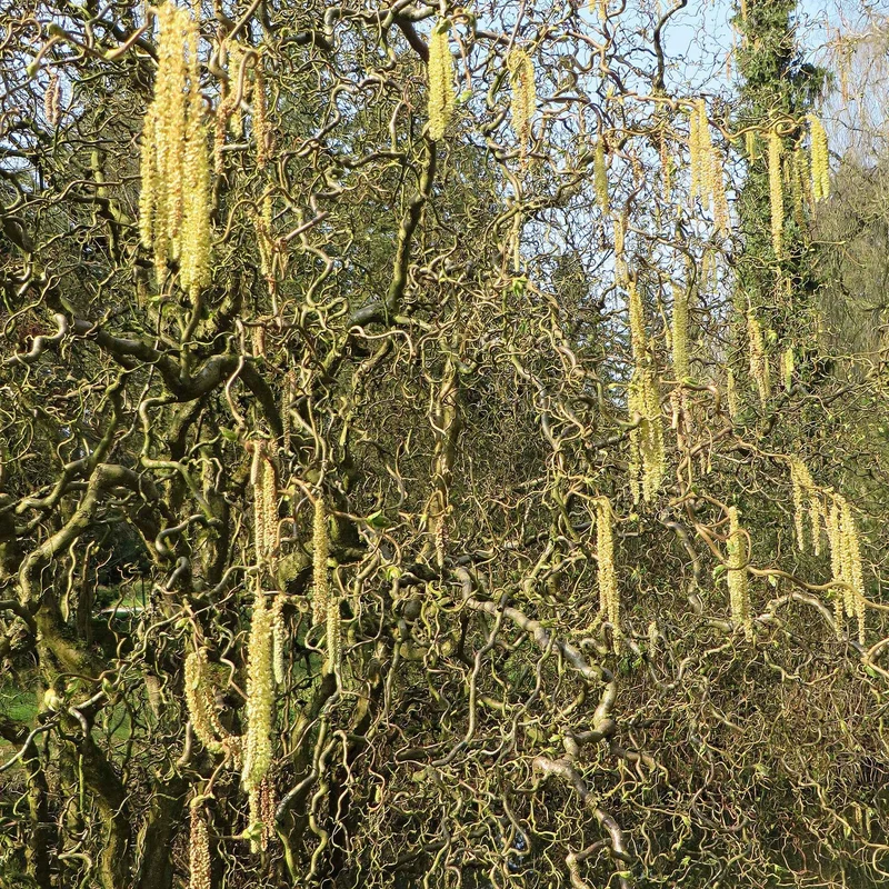 Korkenzieherhasel 'Contorta'