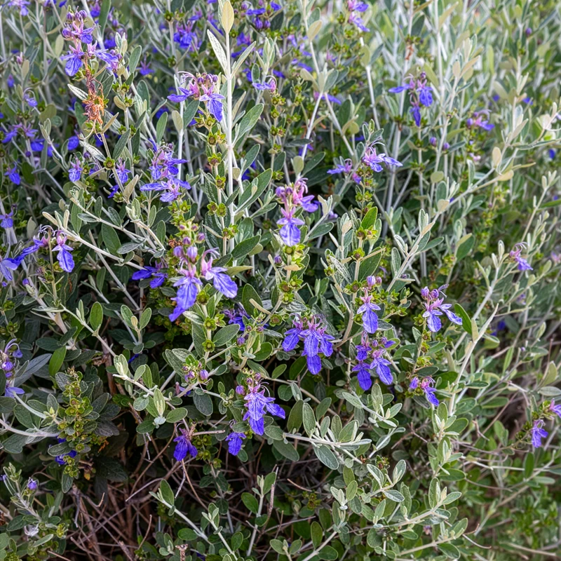 Strauch-Gamander 'Azureum'