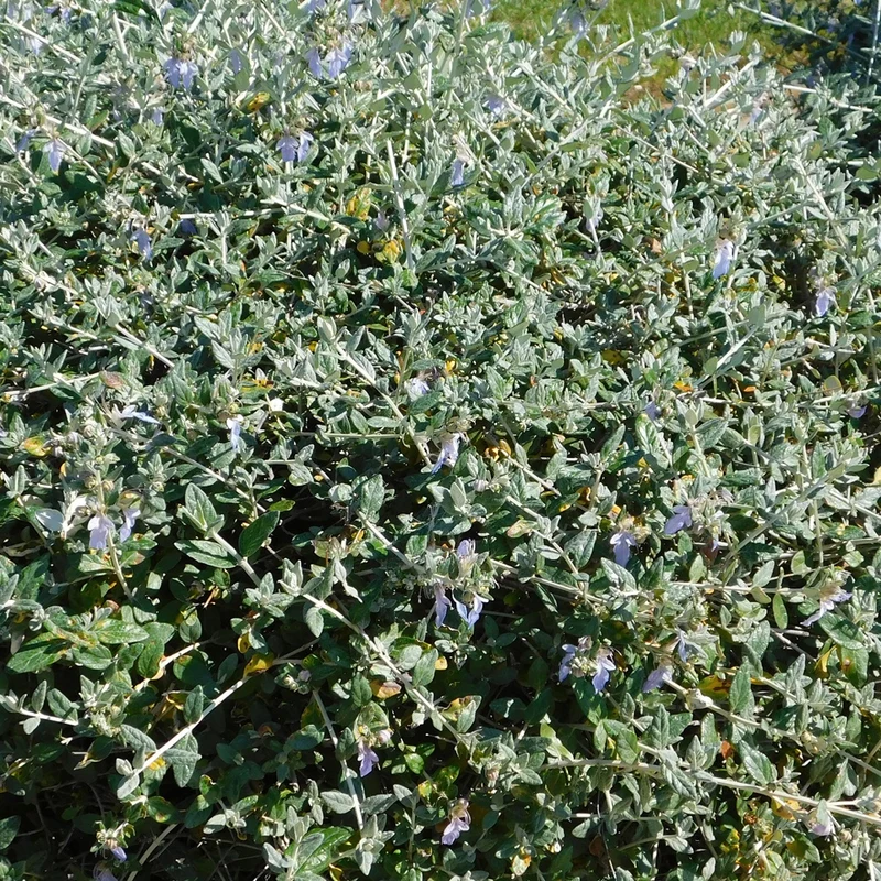 Strauch-Gamander 'Azureum'