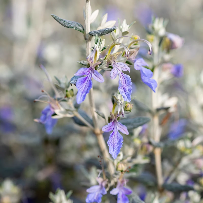 Strauch-Gamander 'Azureum'
