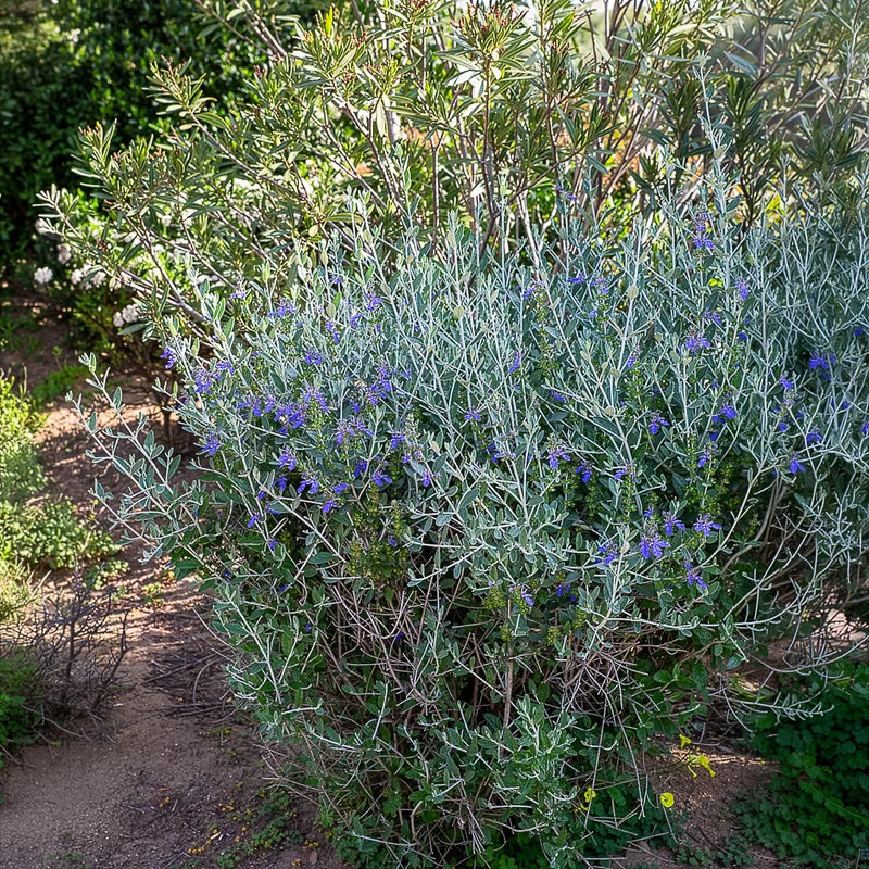 Strauch-Gamander 'Azureum'