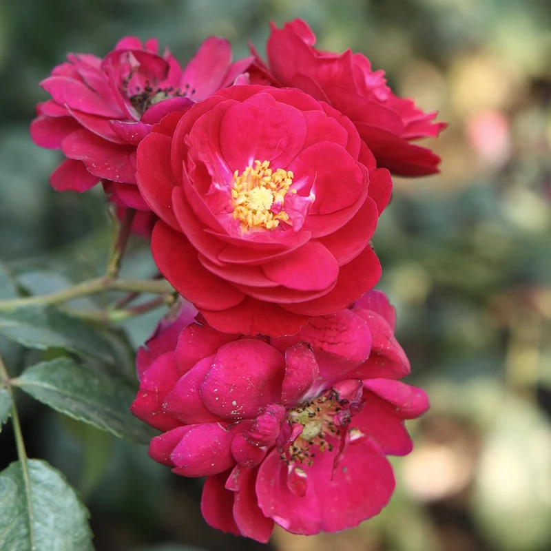 Starlet-Rose Lola ®