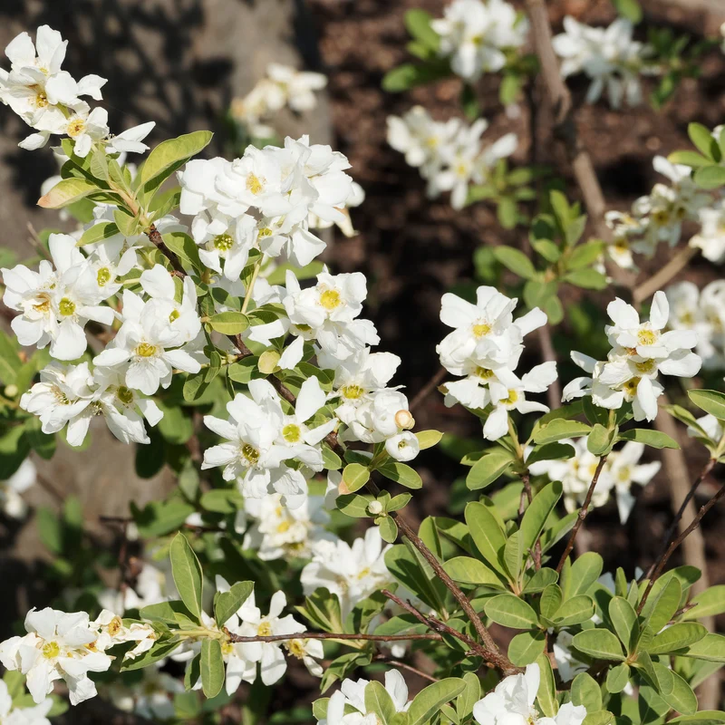 Prunkspiere