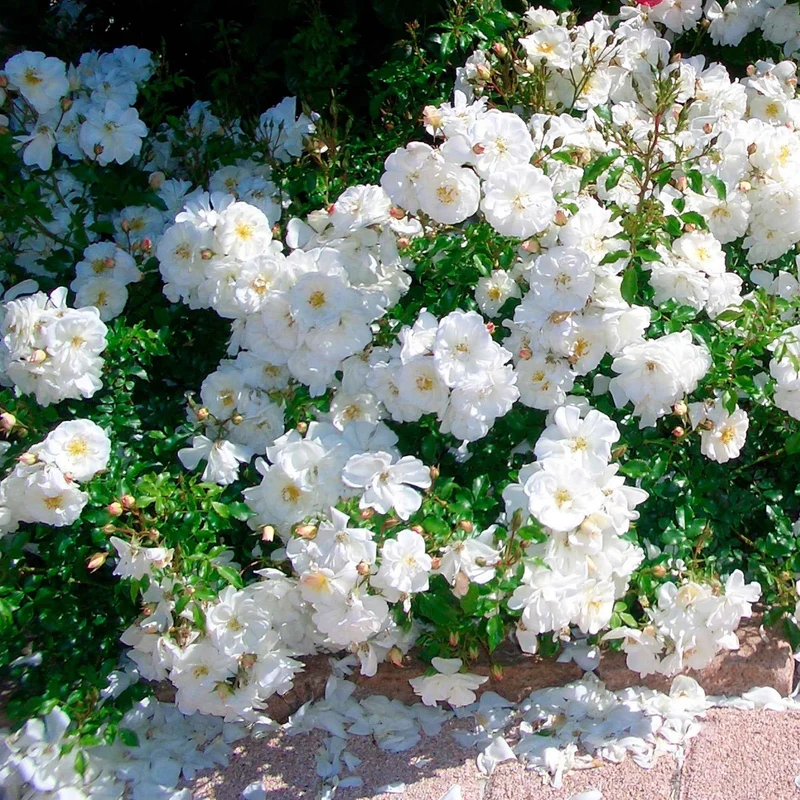 Bodendeckerrose 'Diamant'