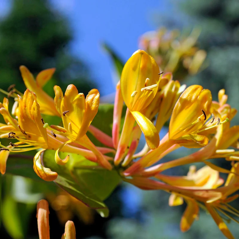 Geißblatt 'Copper Beauty'