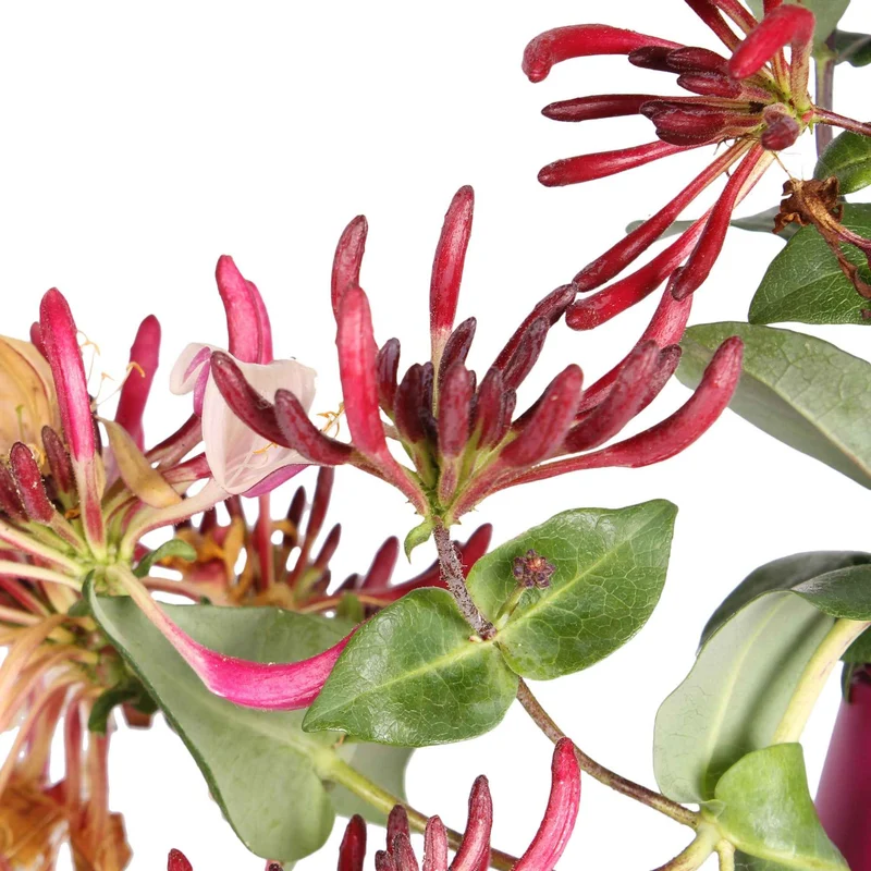 Geißblatt 'Copper Beauty'