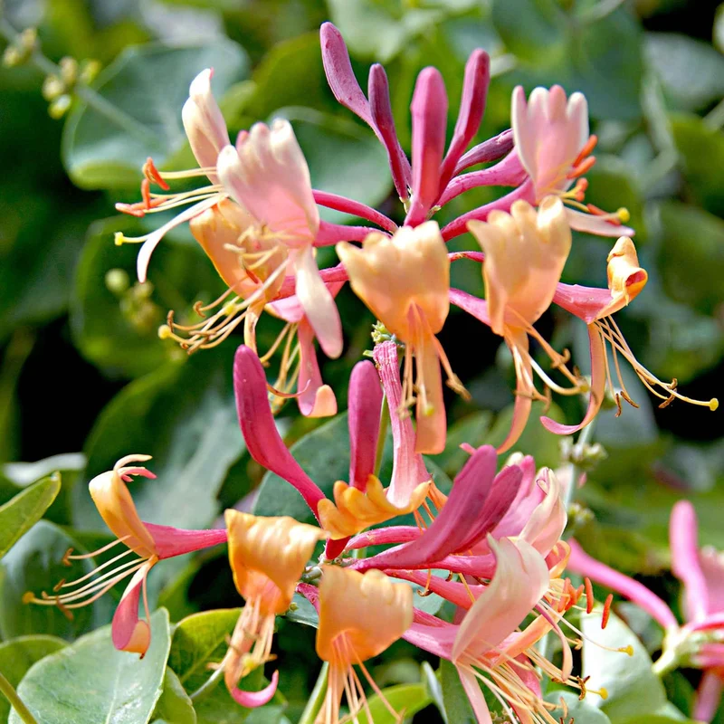 Geißblatt 'Copper Beauty'