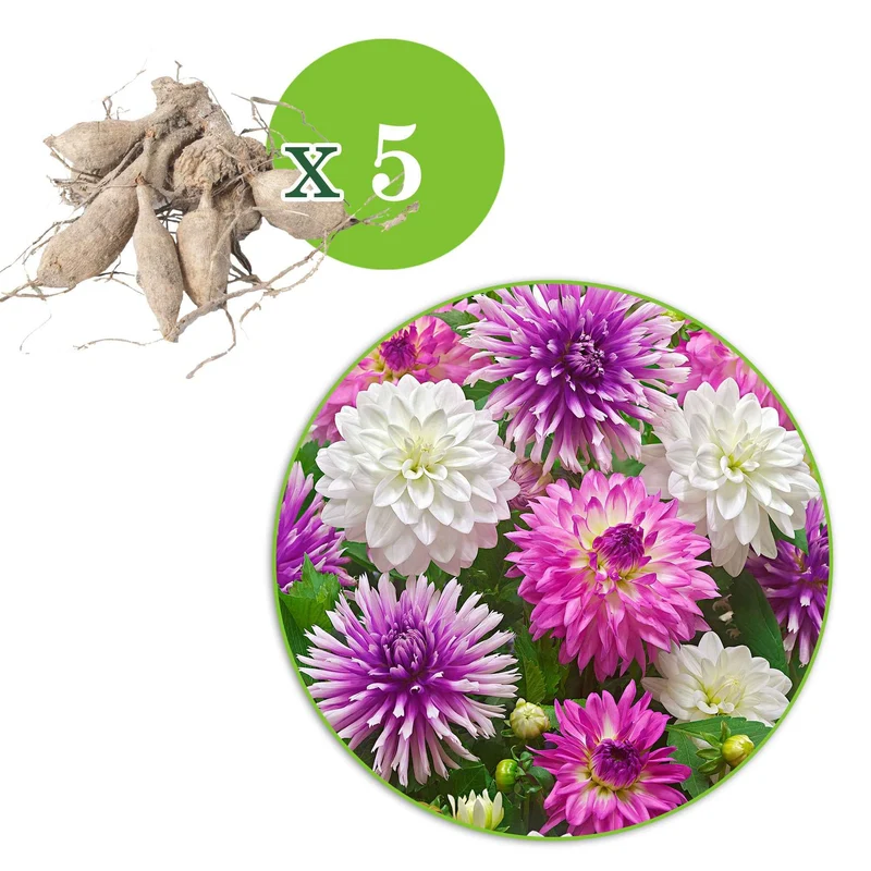 Dahlien Mischung 'All Summer Long' (x5)