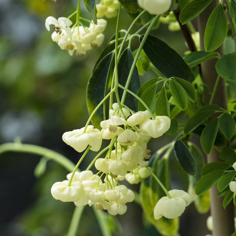 Klettergurke 'Alba'