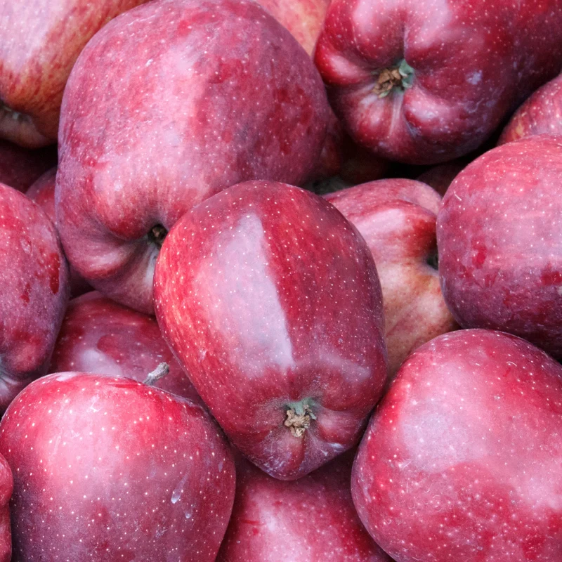 Apfelbaum ‘Starking Delicious’