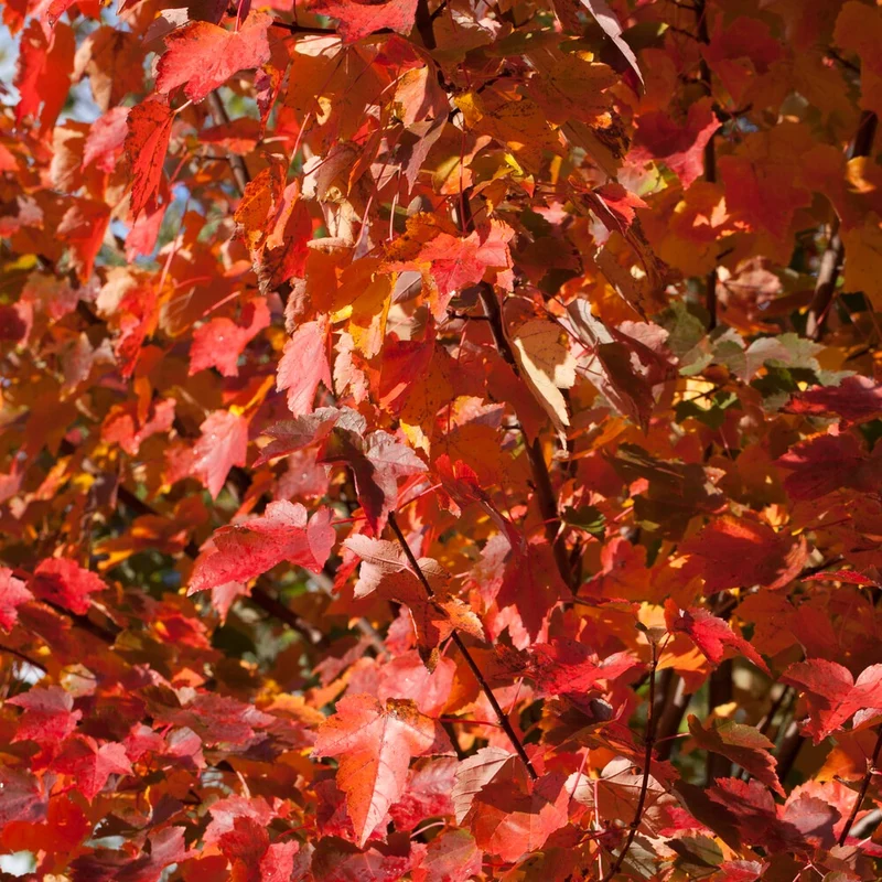 Roter Ahorn ‘Sun Valley’