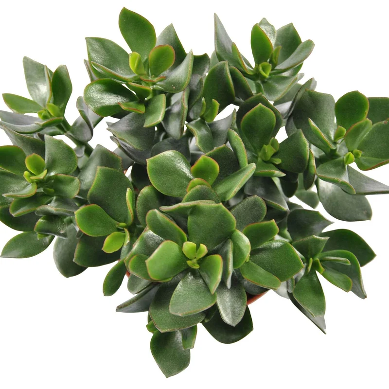 Geldbaum Crassula 'Hulk'